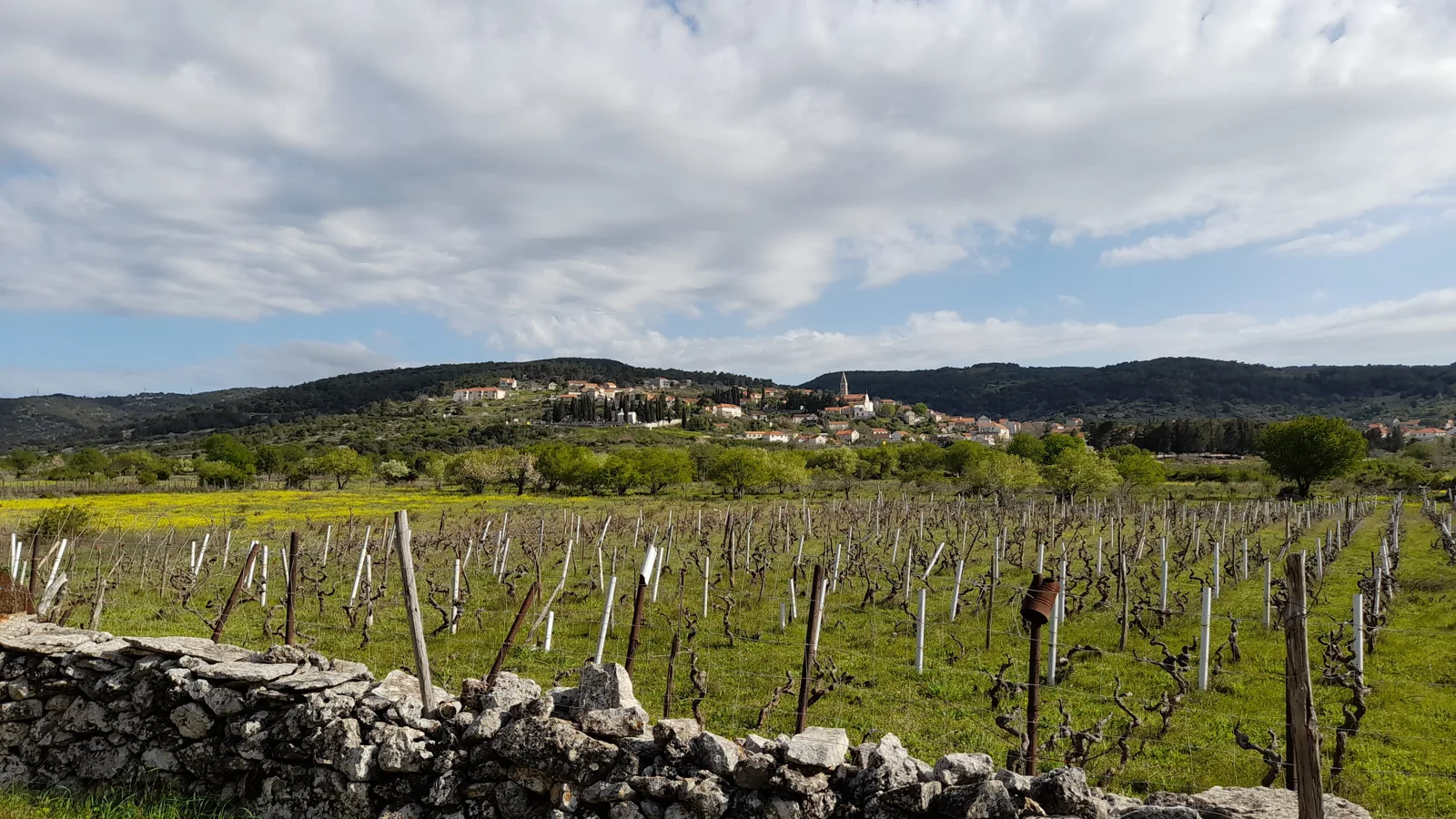 Nerežišća in vinogradi v notranjosti Brača